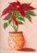 poinsettia2_small.jpg