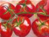 tomatoes_small.jpg