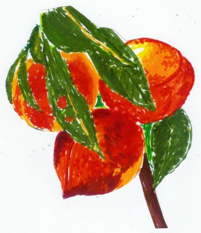 nectarines.jpg