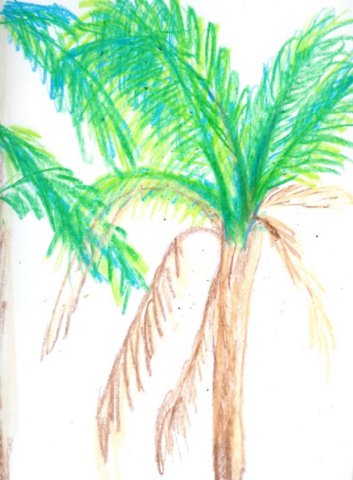 palm.jpg