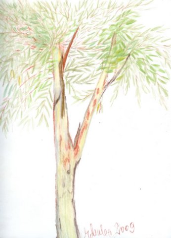eucalyptus.jpg