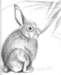rabbit_small.jpg
