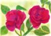 roses_small.jpg