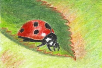 ladybug.jpg