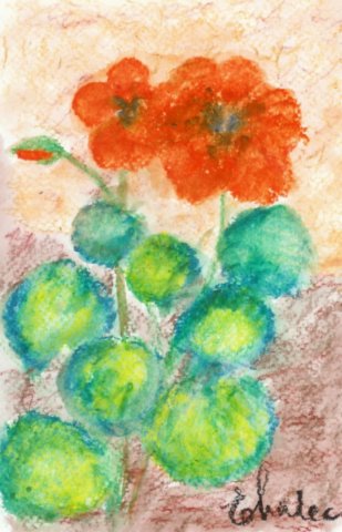 nasturtium.jpg