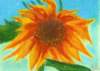 sunflower_small.jpg