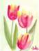 tulips2_small.jpg