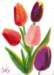 tulips3_small.jpg