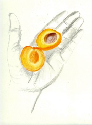 apricot.jpg