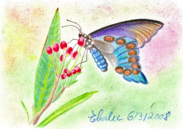 abutterfly.jpg