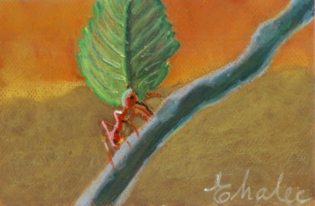ant.jpg