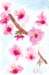 cherryblossoms_small.jpg