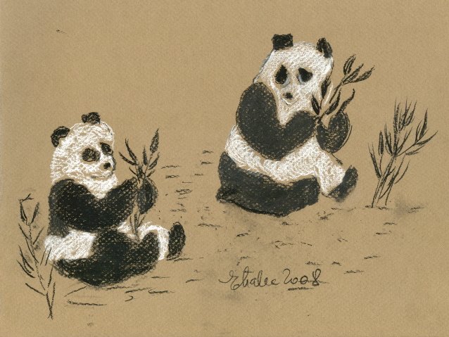 pandas5.jpg