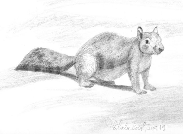 squirrel.jpg