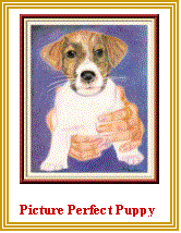 Text Box:  

Picture Perfect Puppy



